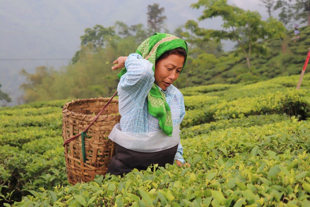 Darjeeling Tea Garden