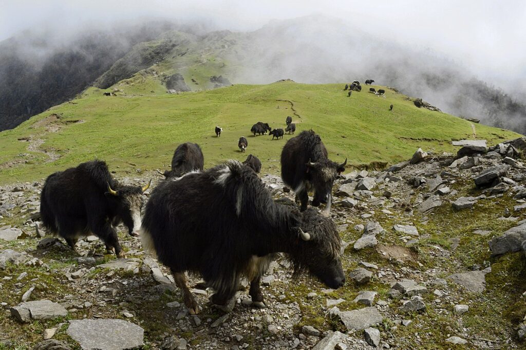 Singalila National Park