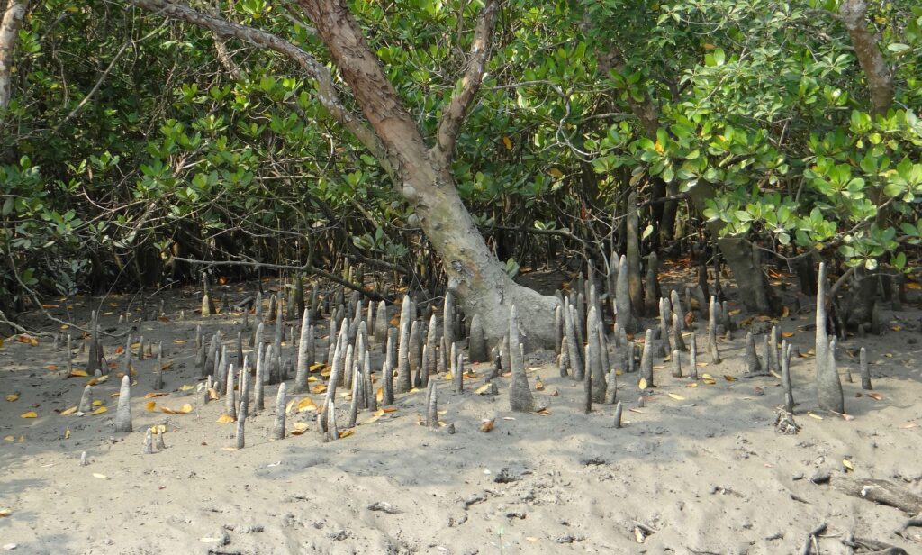 Mangrove Forest cane roots