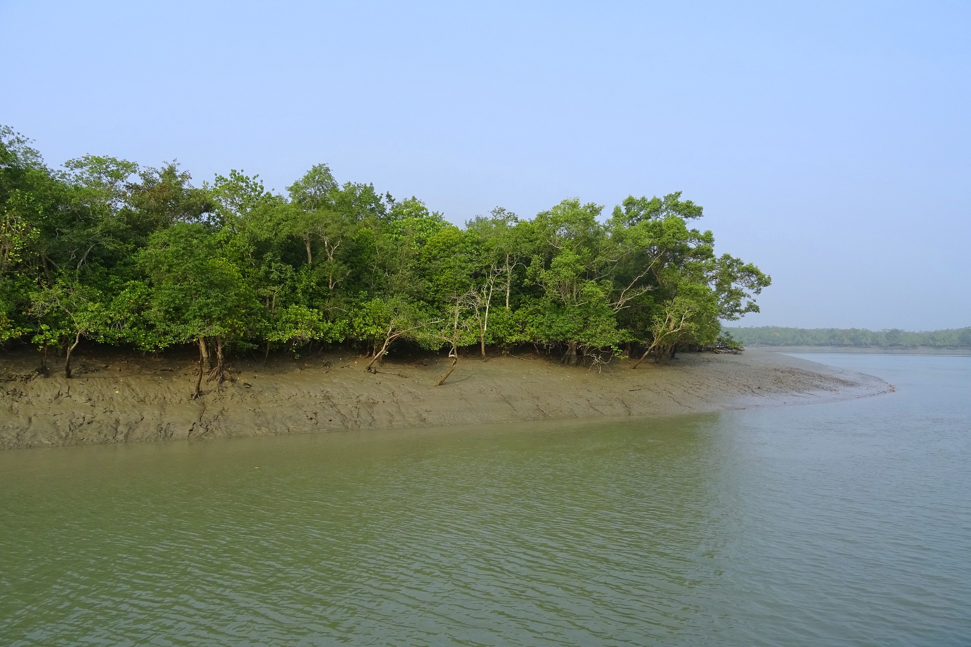 mangroves forest Sundarbans