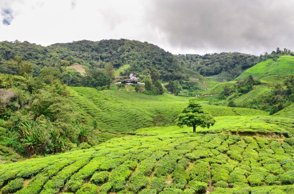 Cameron Highlands Malaysia