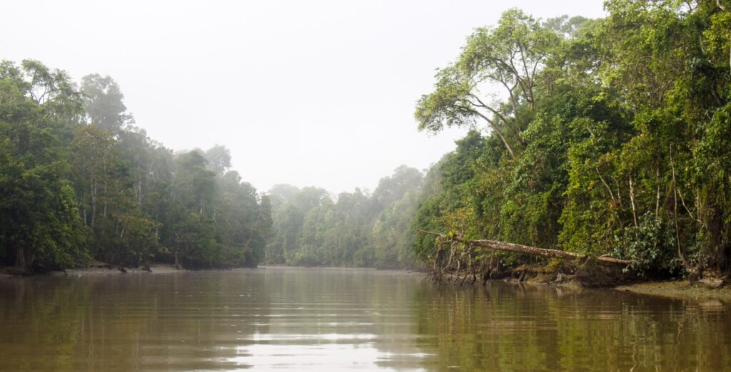 Sungai Kinabatangan River Malaysia 